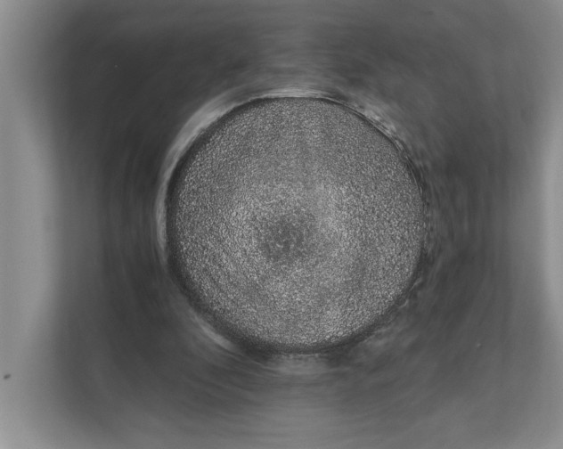 X0000111930296200908171242