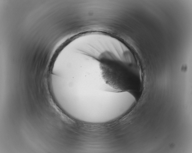 X0000111931024200908241110