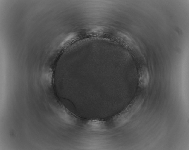 X0000111930231200909071245