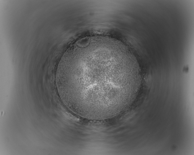 X0000111940817200907271411