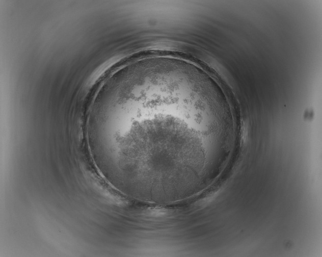 X0000111940829200907271411