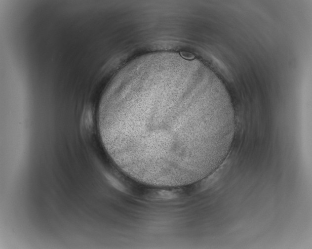 X0000111940166200908101209