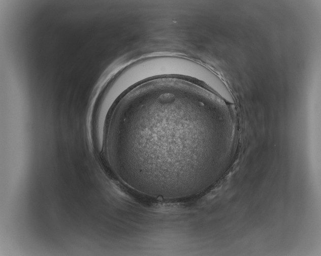 X0000111940296200908101208