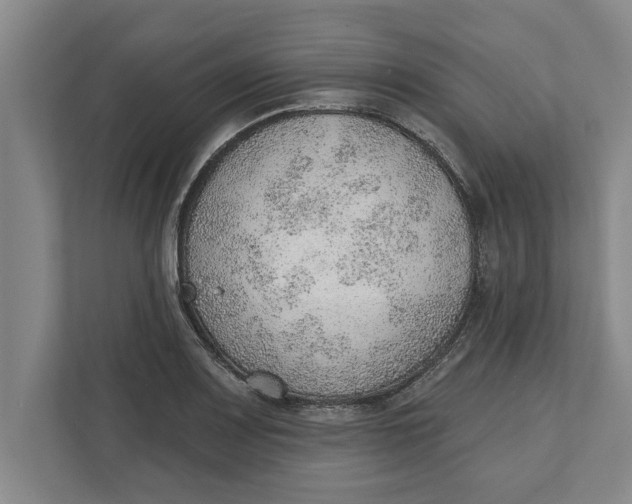 X0000111941083200908171252