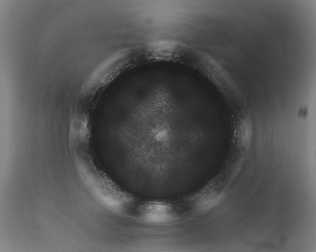 X0000111940610200908241142