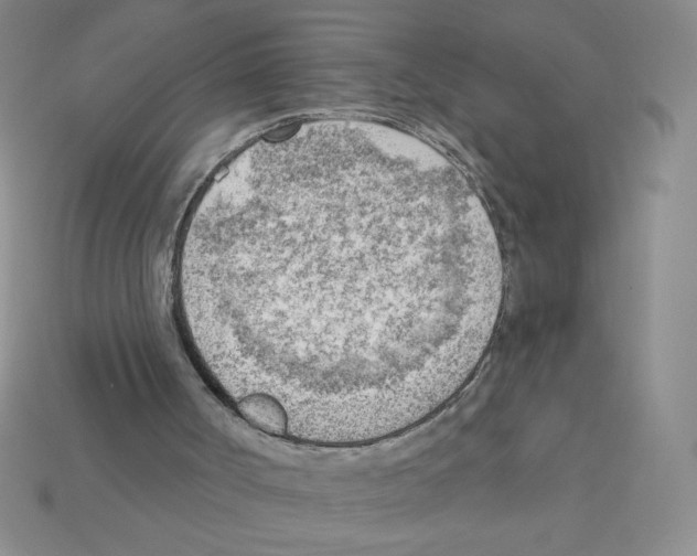 X0000111940002200909071309