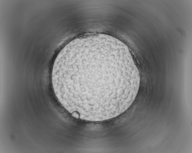 X0000111940354200909071304