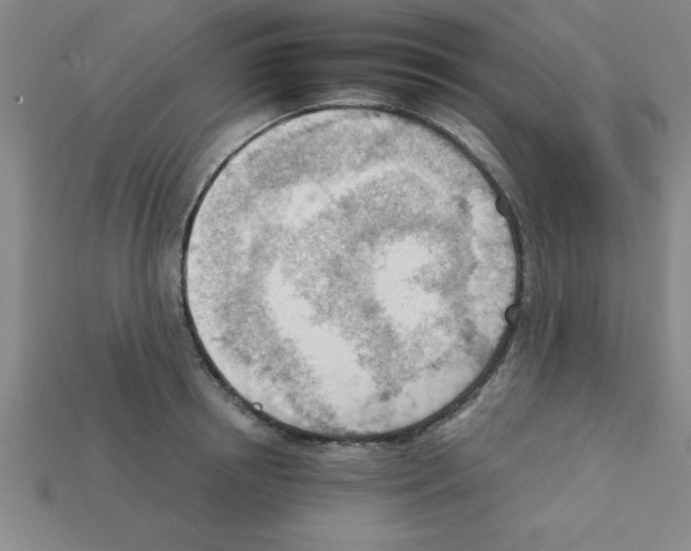 X0000111940850200909071258