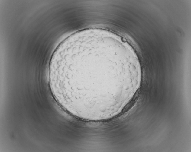 X0000111941036200909071255
