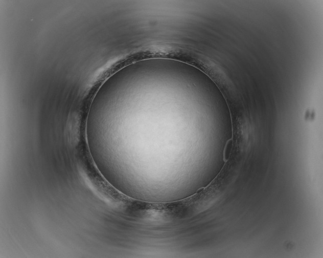 X0000111950496200907271440
