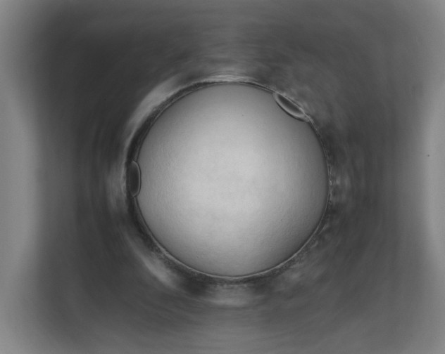 X0000111950296200908101228