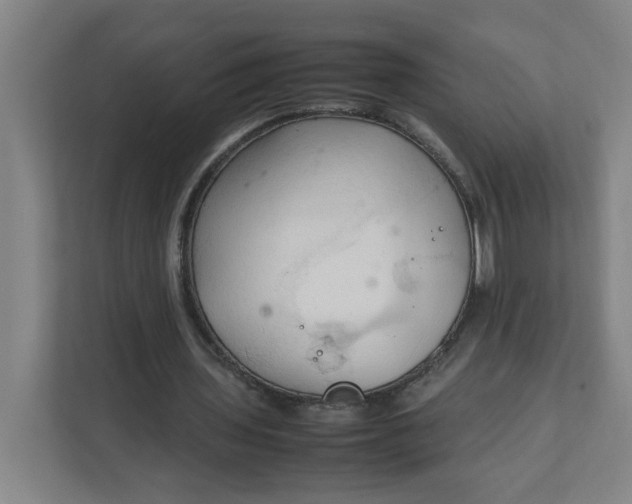 X0000111950435200908101225