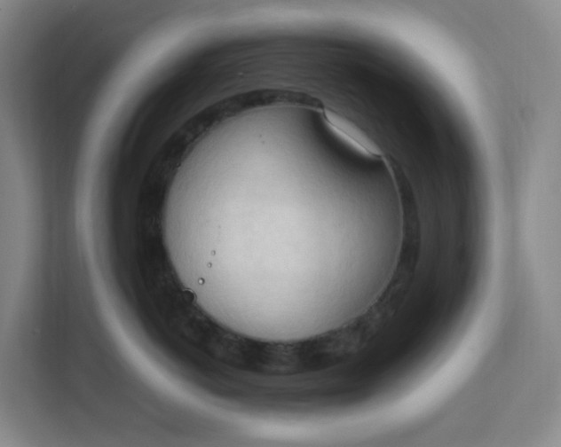 X0000111950766200908101222