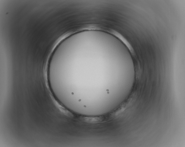 X0000111950861200908171316