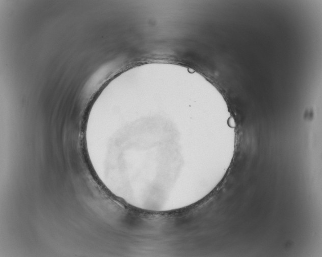 X0000111950293200908241210