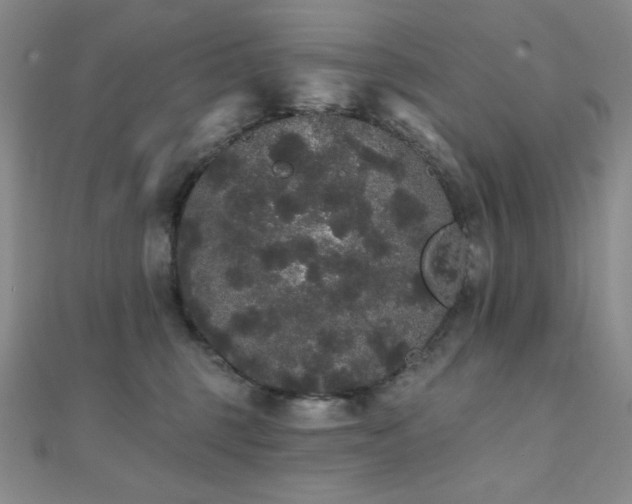 X0000112000375200908031233