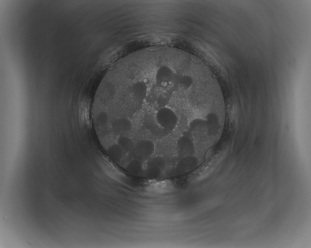 X0000112000185200908101329