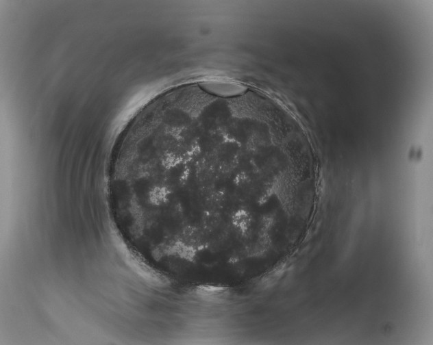 X0000112000055200908171429