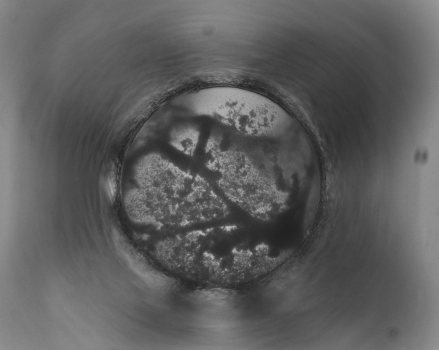 X0000112000069200908171429