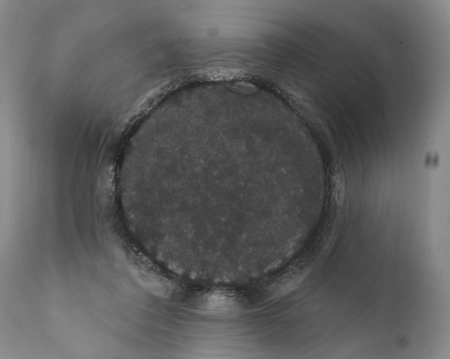 X0000112000308200908171425