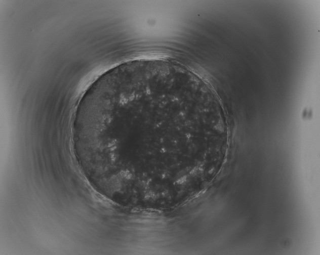 X0000112000337200908171424