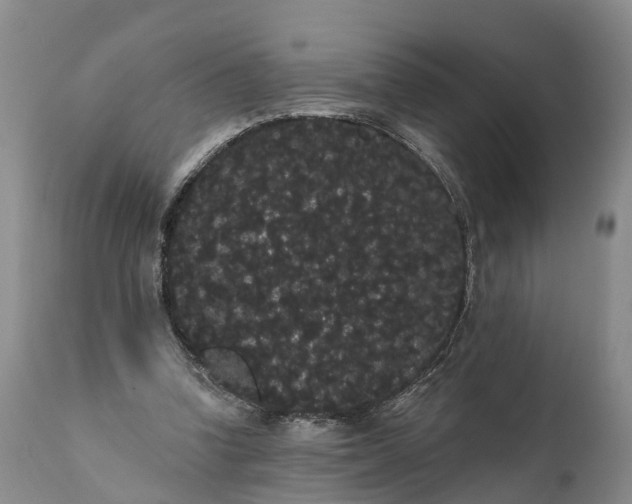 X0000112000346200908171425