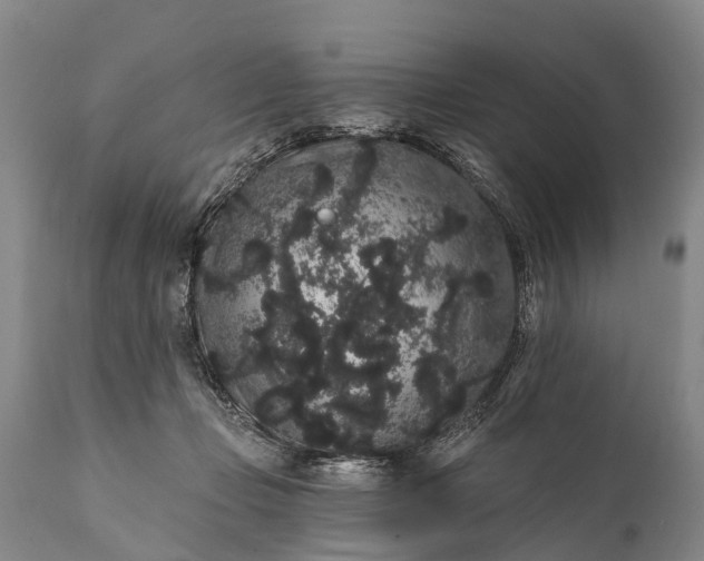 X0000112000365200908171425