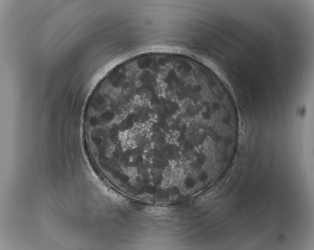 X0000112001237200908171412