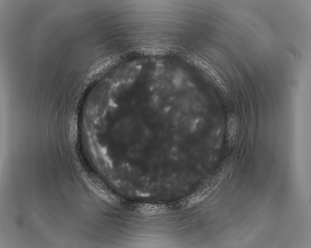 X0000112000494200908311117