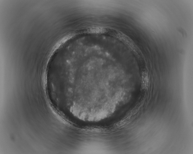 X0000112000726200908311113