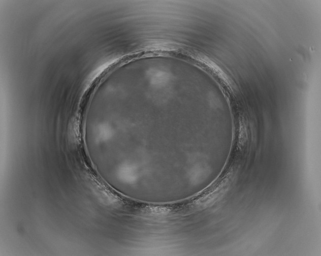 X0000112010878200908031305