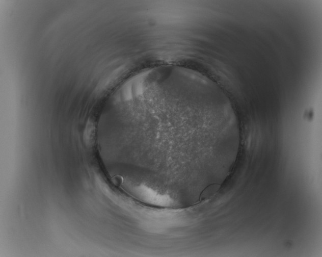 X0000112010036200908171453