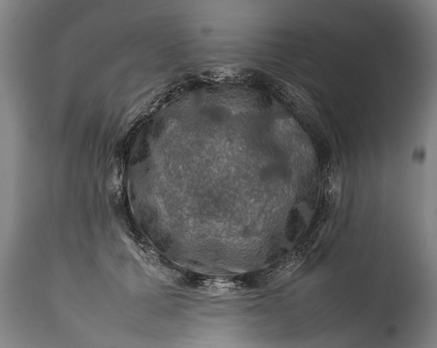 X0000112010607200908171445