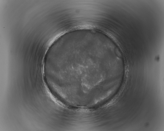 X0000112011034200908171438