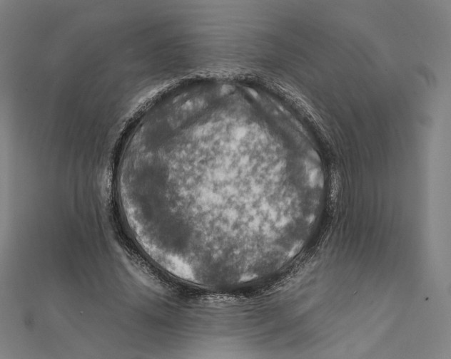 X0000112010636200908311135