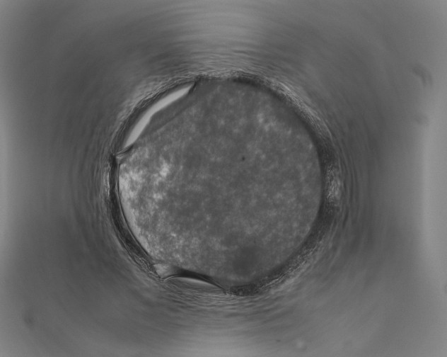 X0000112010685200908311135