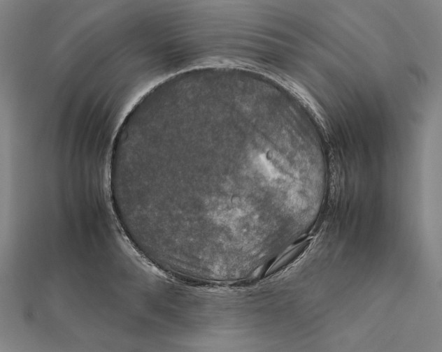 X0000112010896200908311132