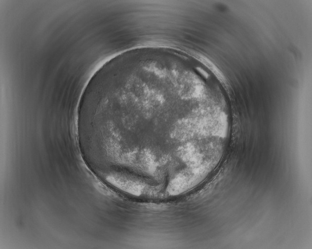 X0000112010996200908311131