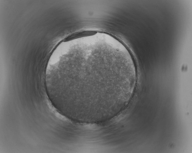 X0000112010385200909141131