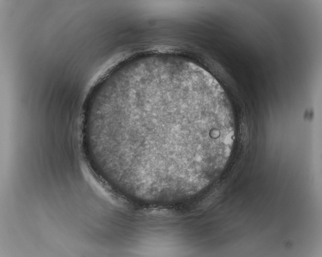 X0000112010730200909141125
