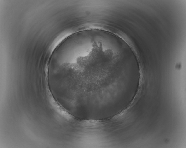 X0000112021198200908031349