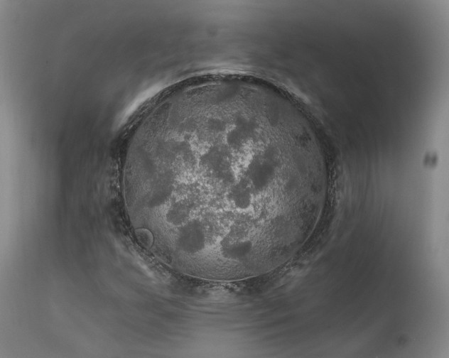 X0000112021255200908031348