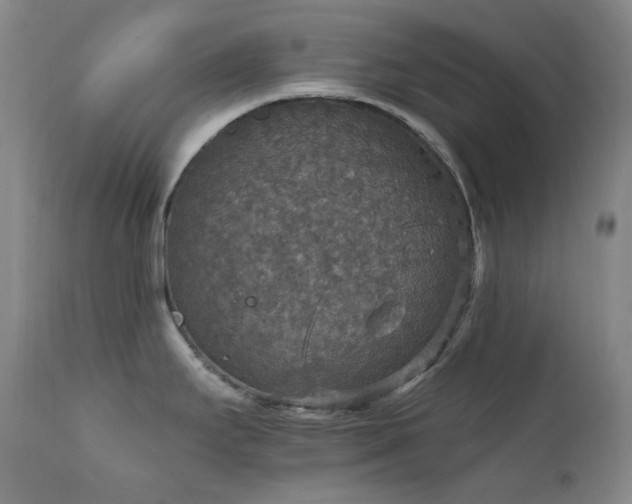 X0000112021295200908031348