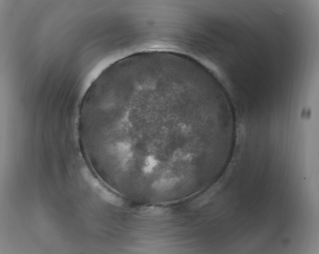 X0000112021374200908031347