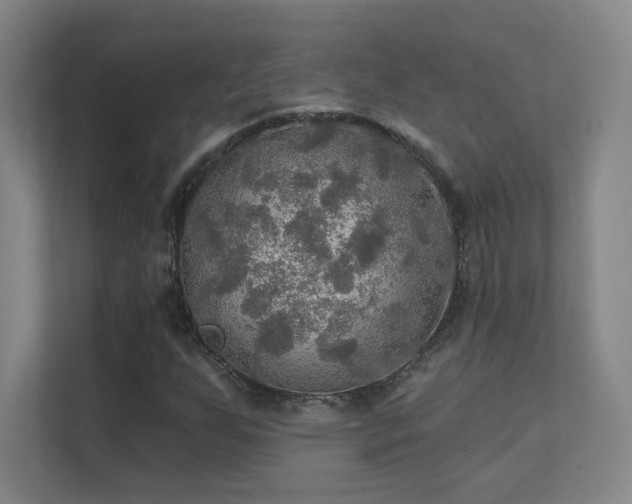 X0000112021255200908101355