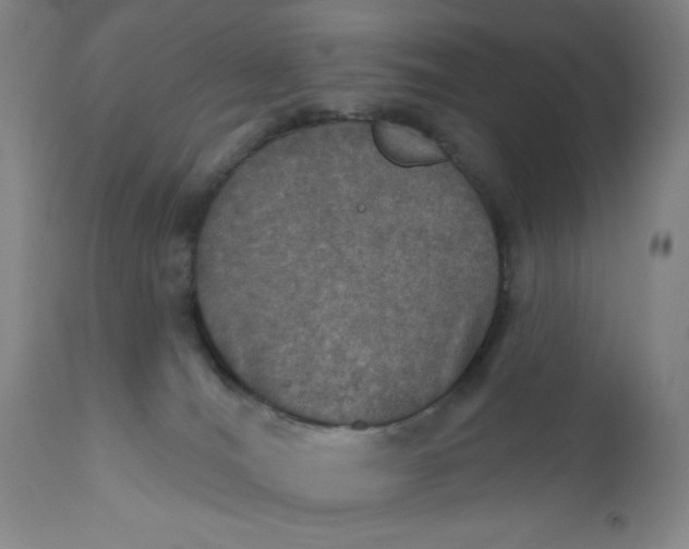 X0000112020036200908241525