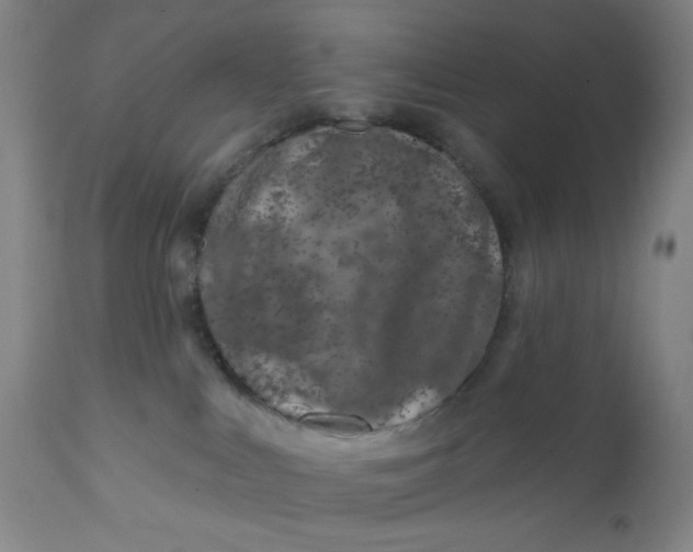 X0000112020043200908241525