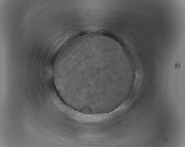 X0000112020048200908241525