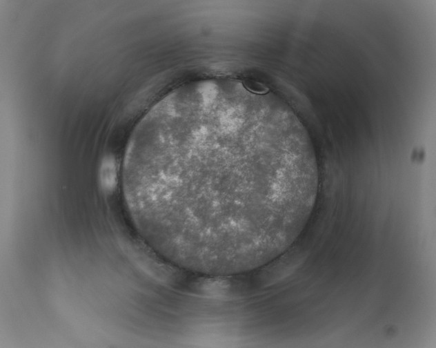 X0000112020075200908241525