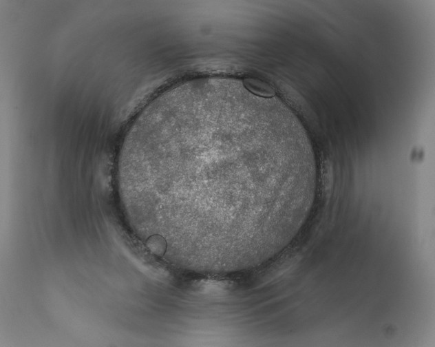 X0000112020255200908241521